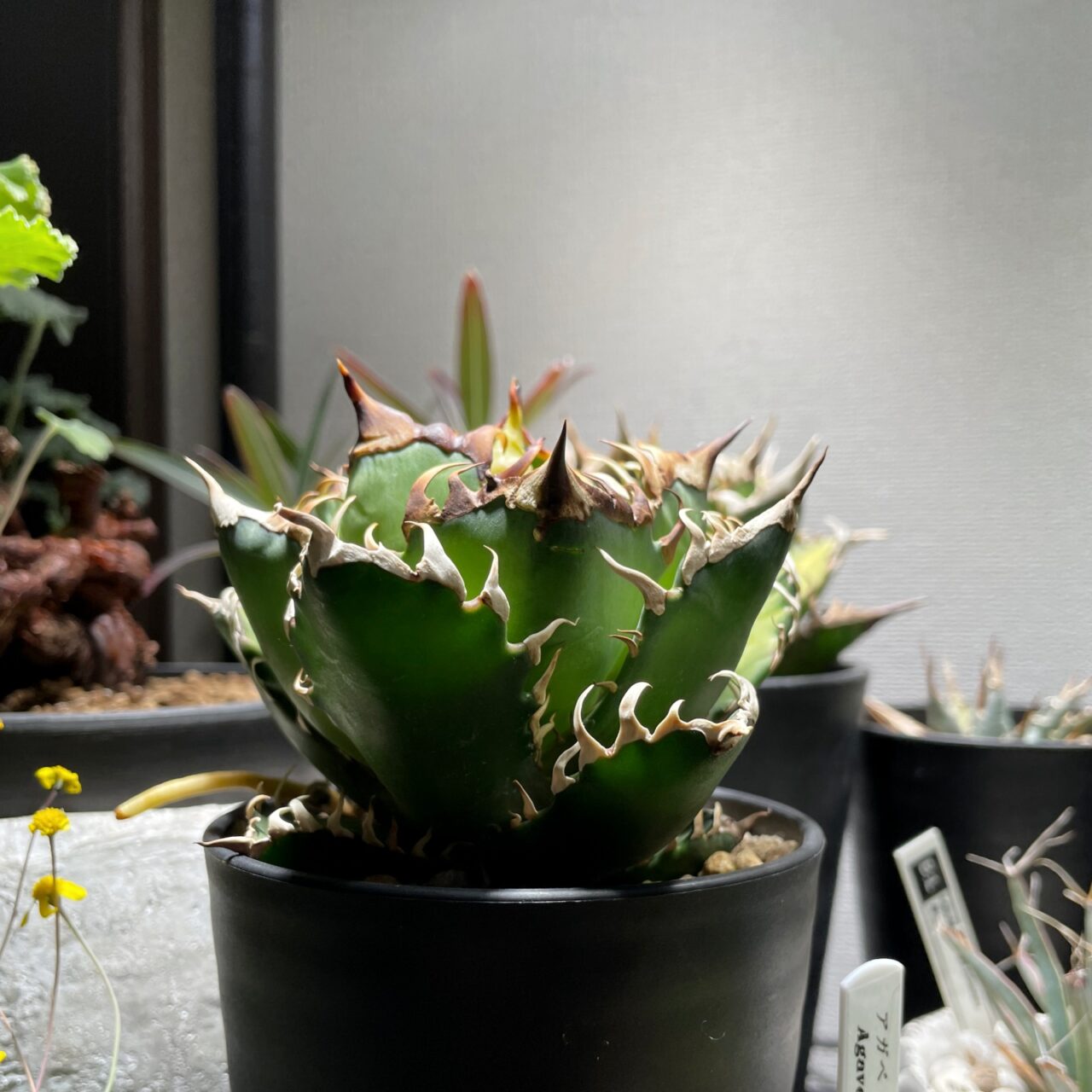 アガベ・レッドキャットウィーズル / ゴリ猫の子株が大きくなってきた