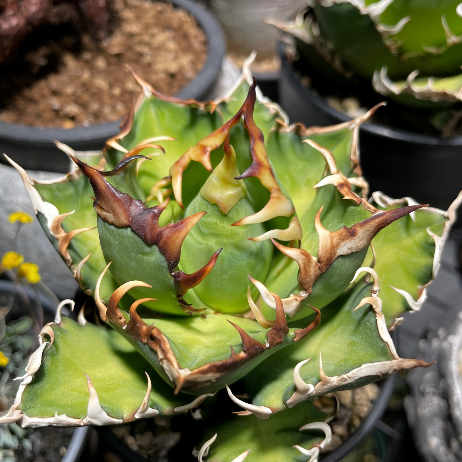 アガベ・レッドキャットウィーズル / ゴリ猫の子株が大きくなってきた