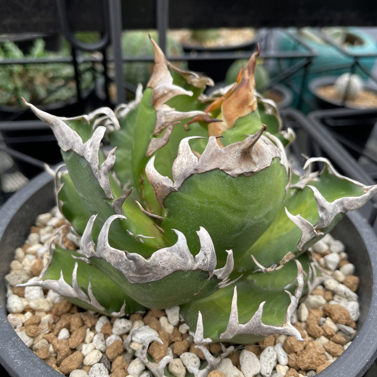 アガベ レッドキャットウィーズル / 厳ついノギのゴリ猫さん