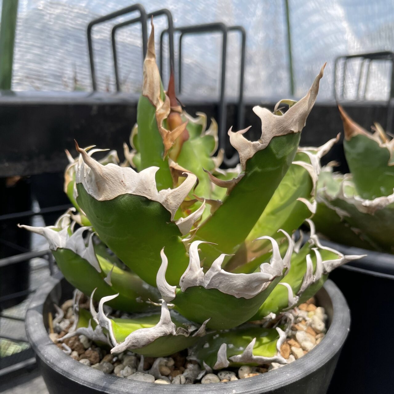 アガベ レッドキャットウィーズル / 厳ついノギのゴリ猫さん