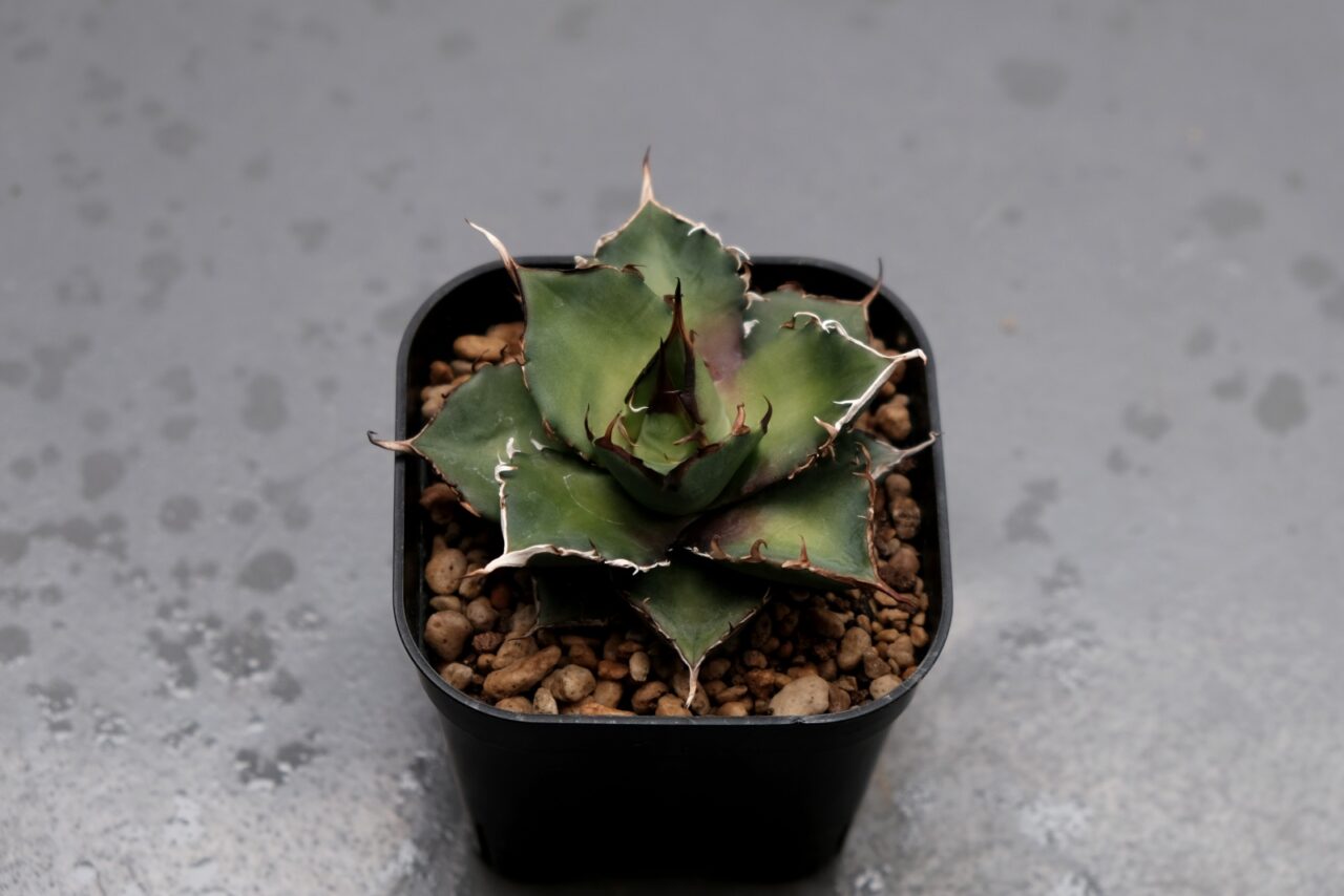 アガベ ハデス / 帰省中に手に入れた子株を育成開始。 | すごいグリーン