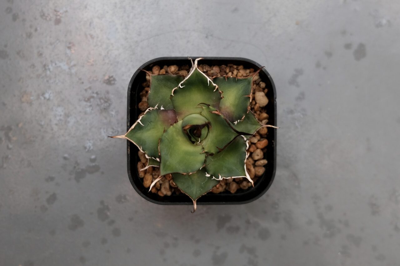 アガベ ハデス / 帰省中に手に入れた子株を育成開始。 | すごいグリーン