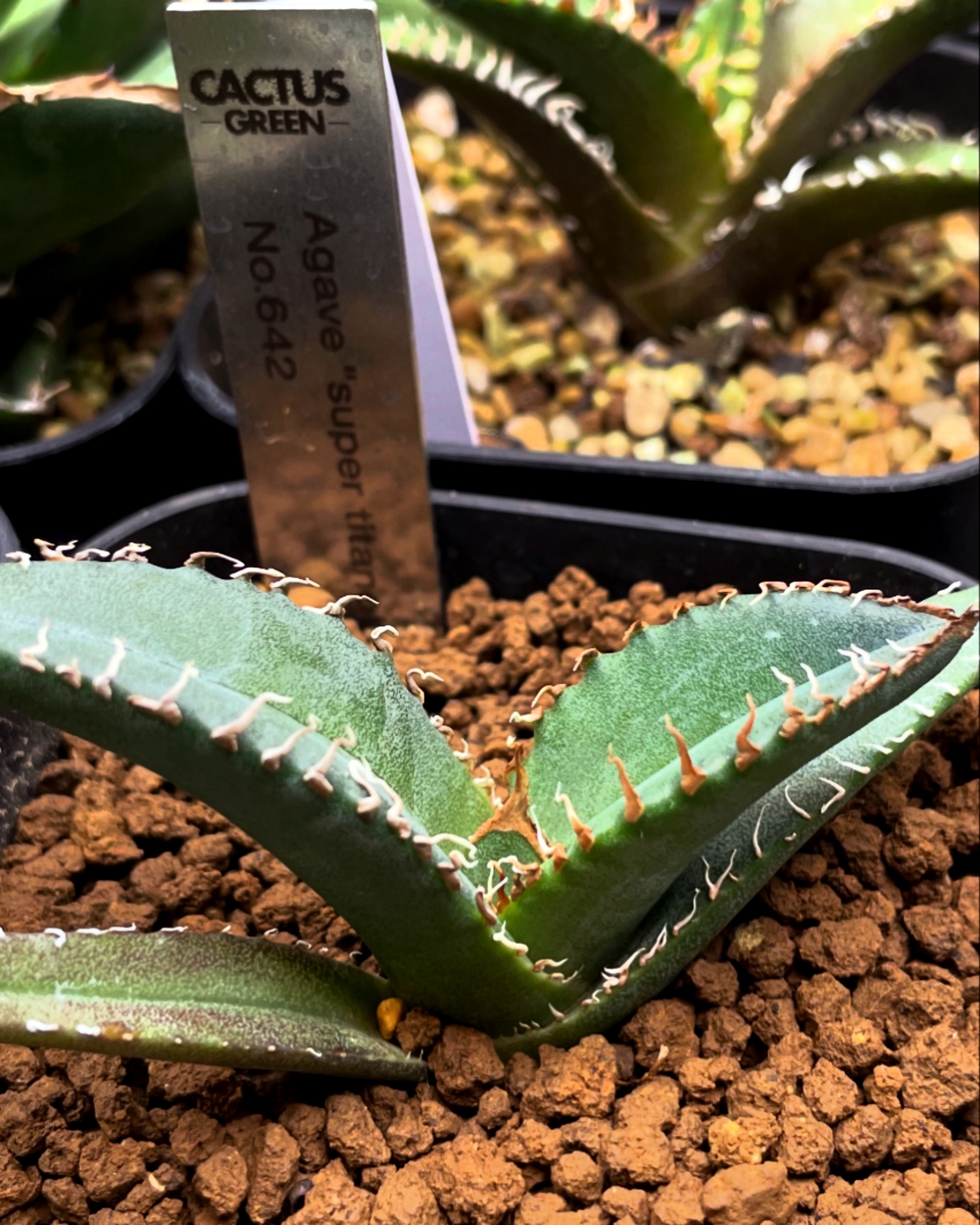 アガベ・スーパーチタノタを手に入れた！ | すごいグリーン