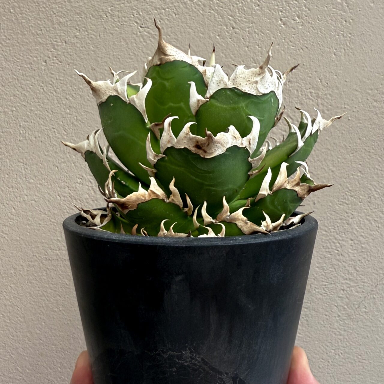 レッドキャットウィーズル（ゴリ猫）の成長記録 2025 | すごいグリーン