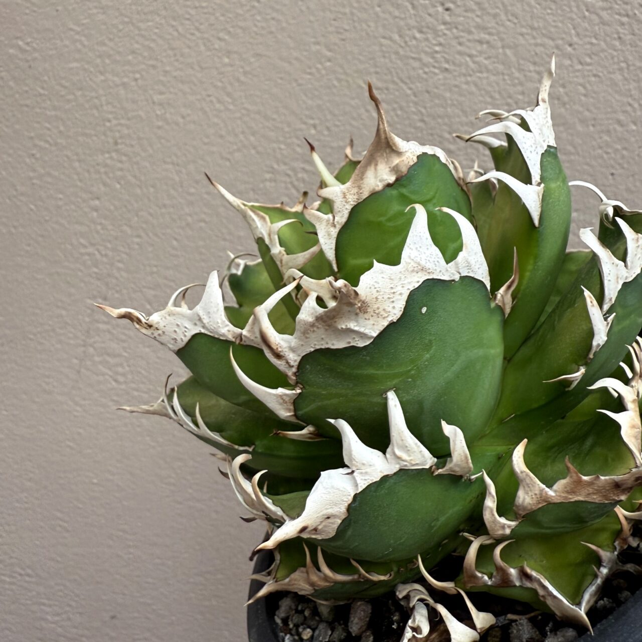 レッドキャットウィーズル（ゴリ猫）の成長記録 2025 | すごいグリーン