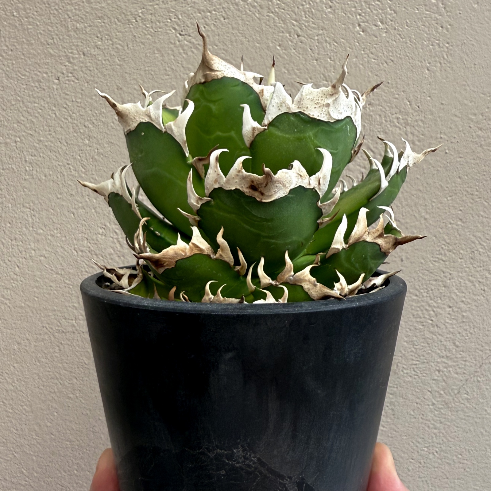 アガベのシーザーが葉焼けした…。 | すごいグリーン