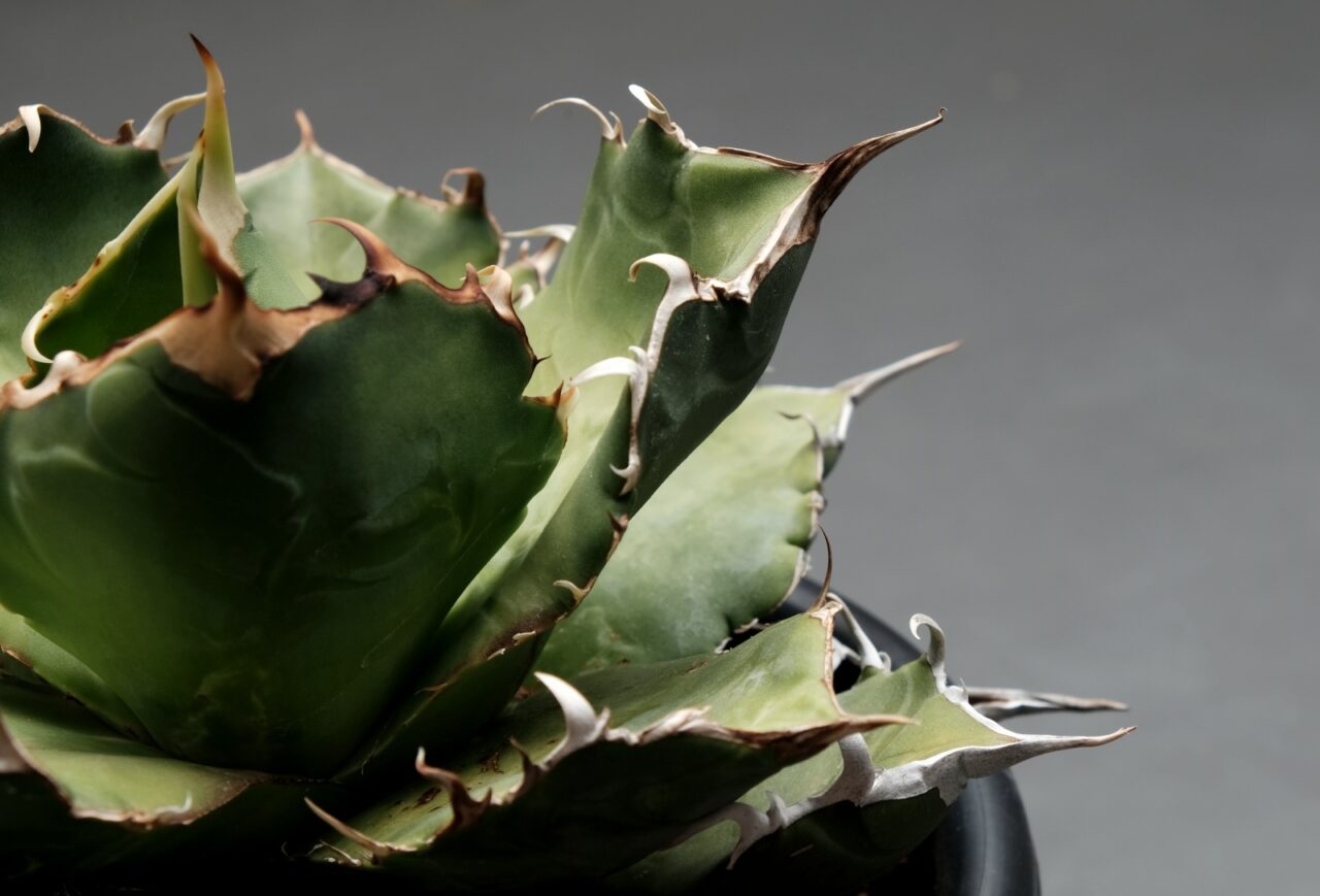 アガベ チタノタ 白鯨 / アザミウマの被害から徐々に復活中。 | すごい