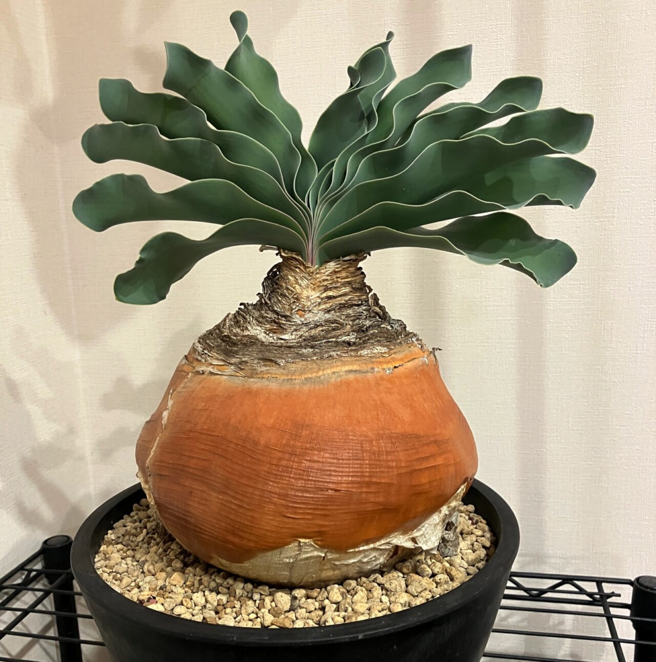 ケラリア・ピグマエア – 念願の冬型塊根との出会い | すごいグリーン