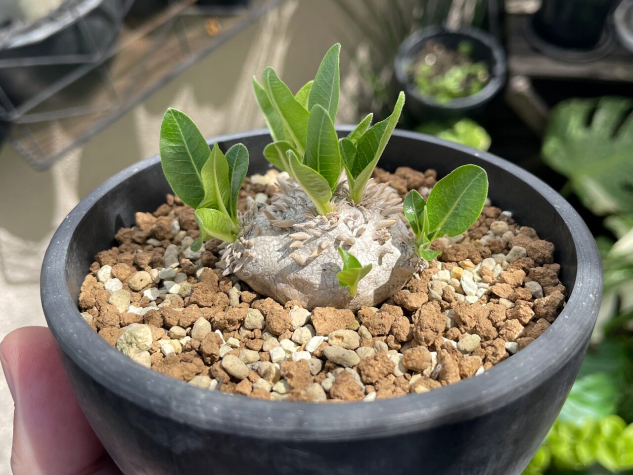 パキポディウム ブレビカウレ（恵比寿笑い）/ 白肌の現地球とリベンジ