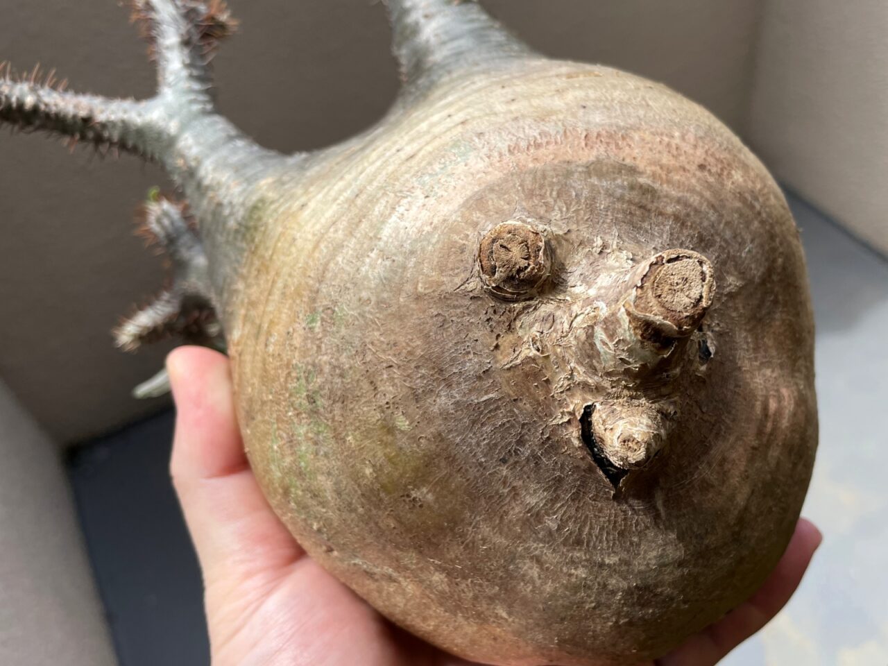 水耕で発根管理中のグラキリスが発根しないので土に植え替えてみる