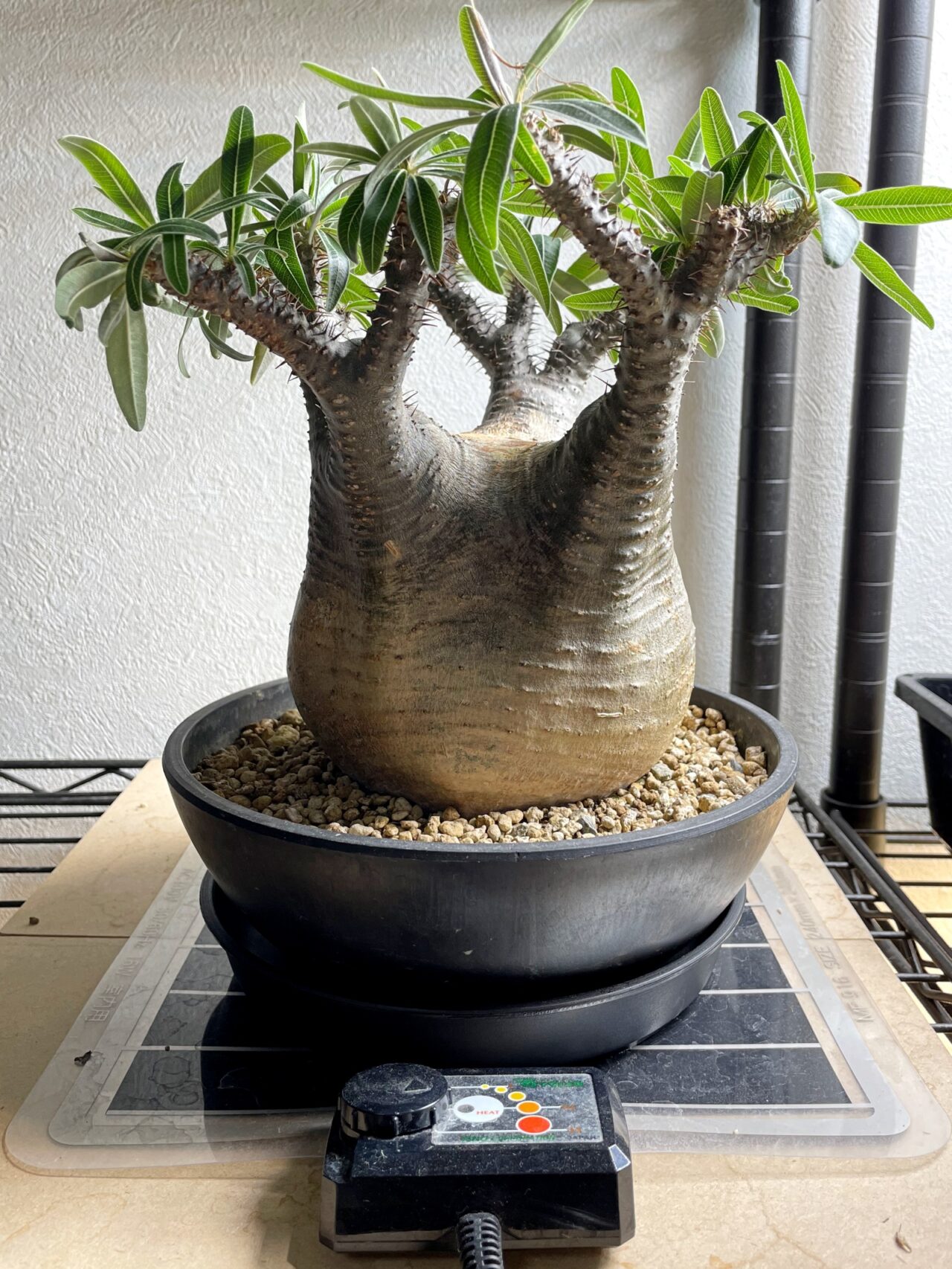 発根管理中のグラキリスが未だ発根しないので万難を排して土耕管理へ