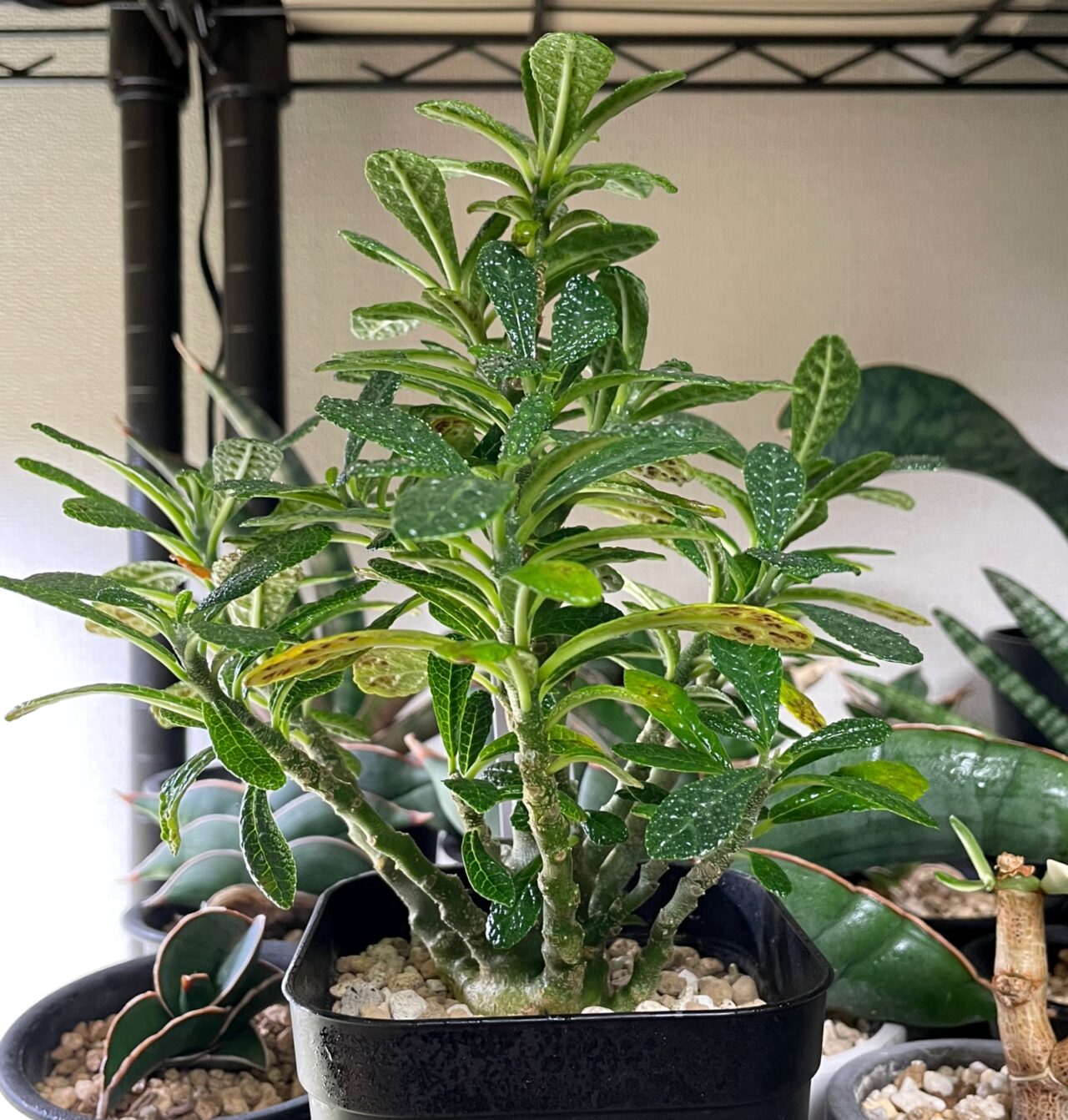 ドルステニア ギガス / ずっと欲しかった王様の実生株をゲット