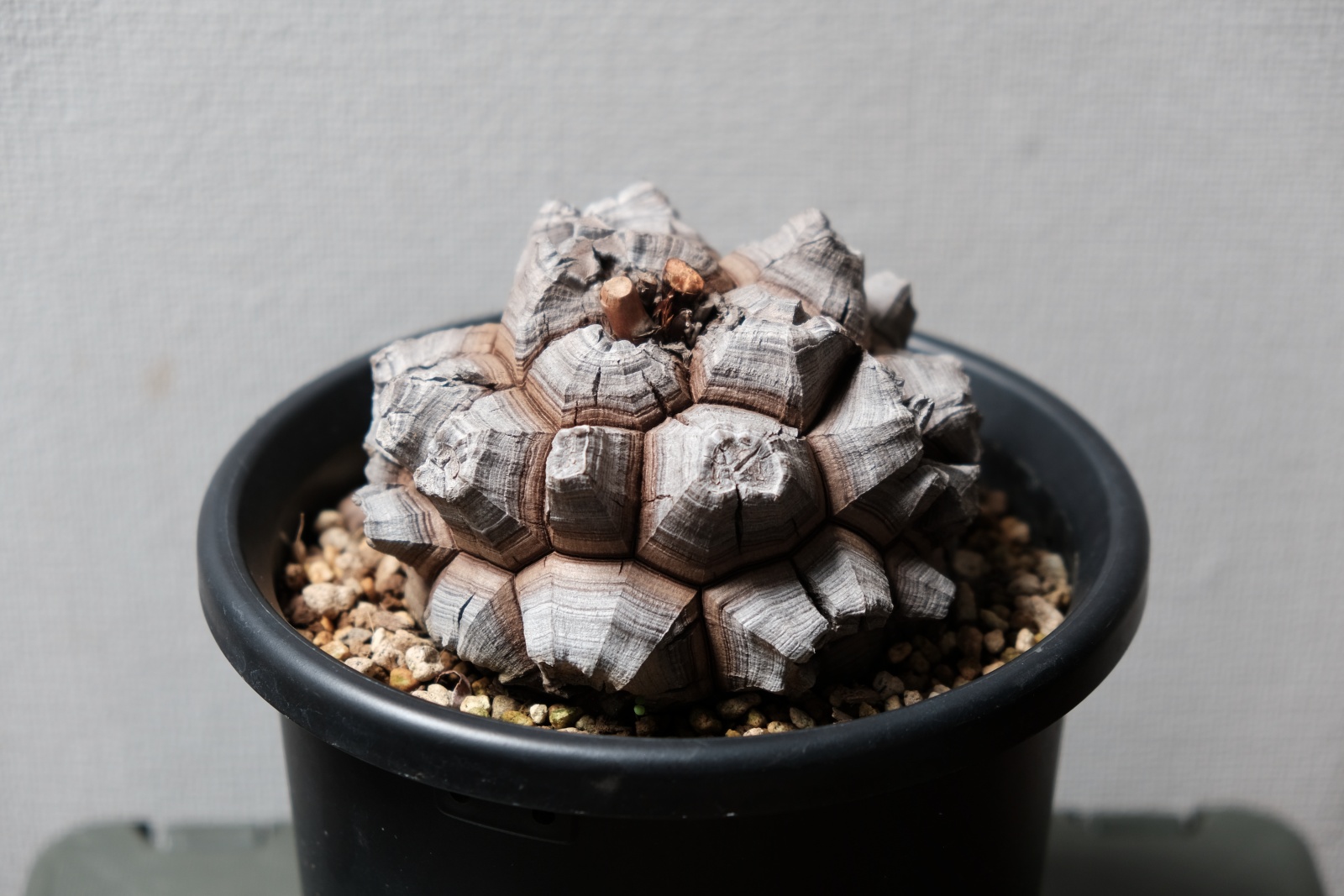 ディオスコレア・エレファンティペス（亀甲竜）/ 長谷川園芸さんとこの