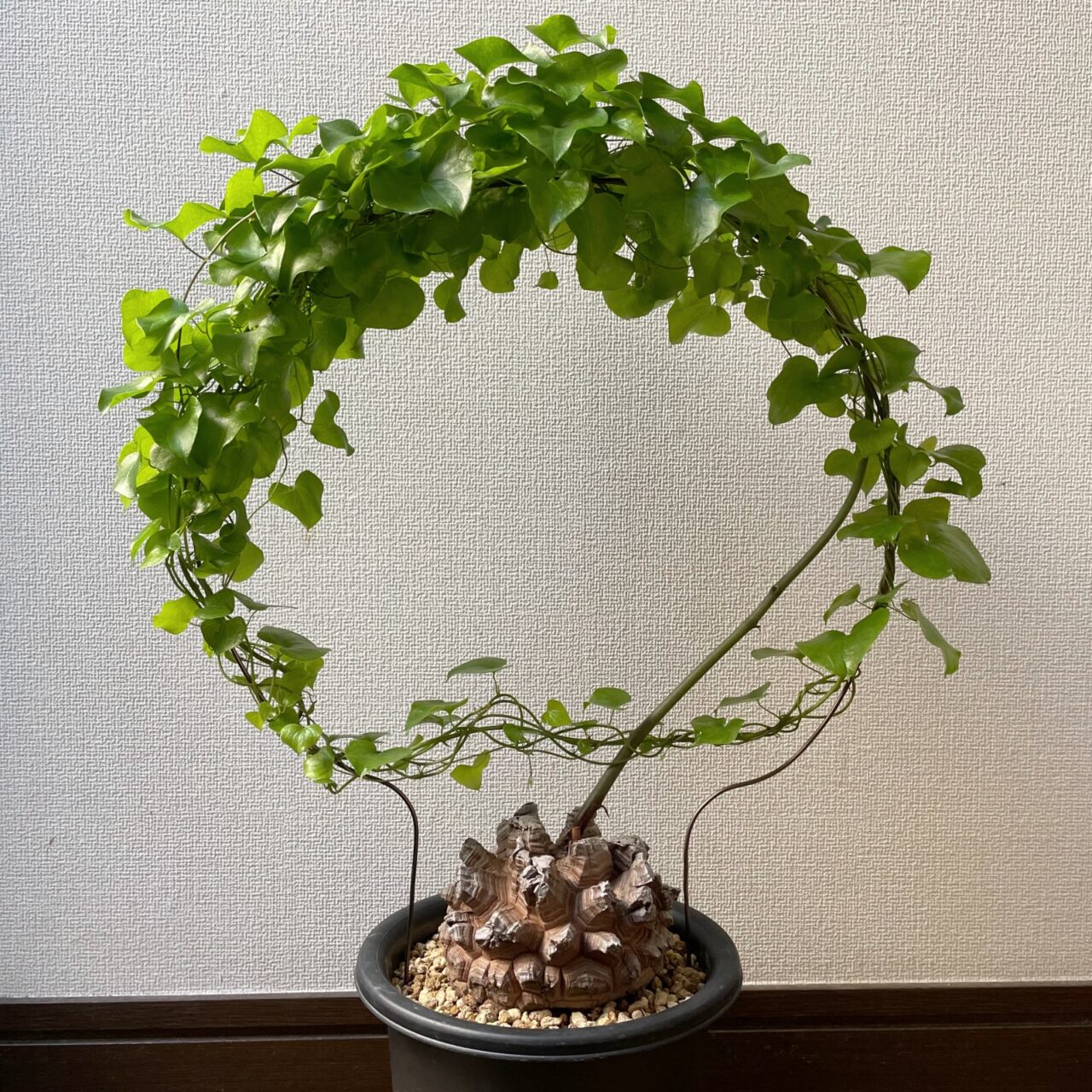 ディオスコレア・エレファンティペス（亀甲竜）/ 長谷川園芸さんとこの