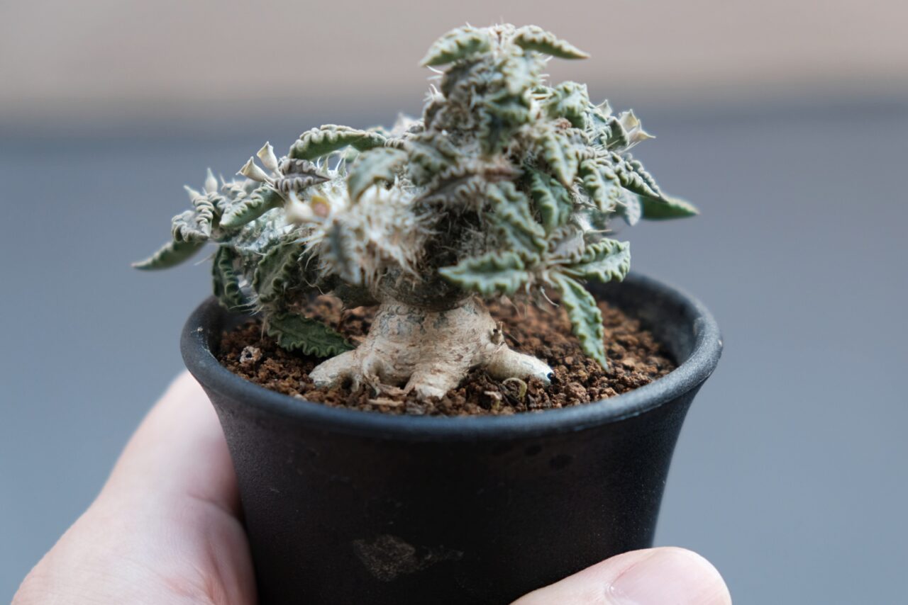 ユーフォルビア・トゥレアレンシス / 株も枝も葉もすべてが個性的な