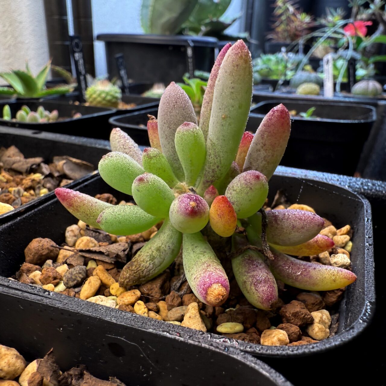 オトンナ・クラビフォリア 2年半の成長記録 | すごいグリーン