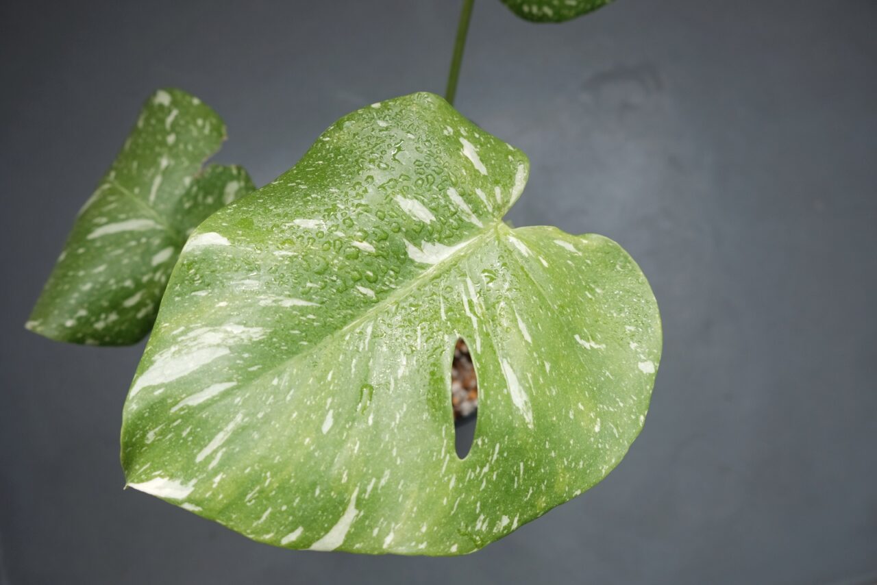 モンステラ デリシオーサ タイコンステレーション / 細かく白い斑入り