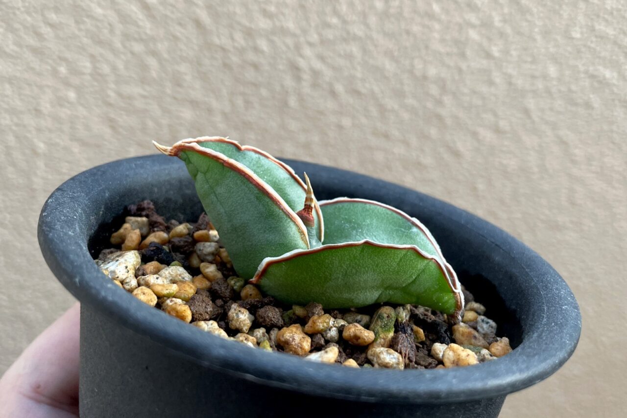 サンスベリア バナナ / ムチプリで肉厚な葉のバナナ三兄弟。 | すごい