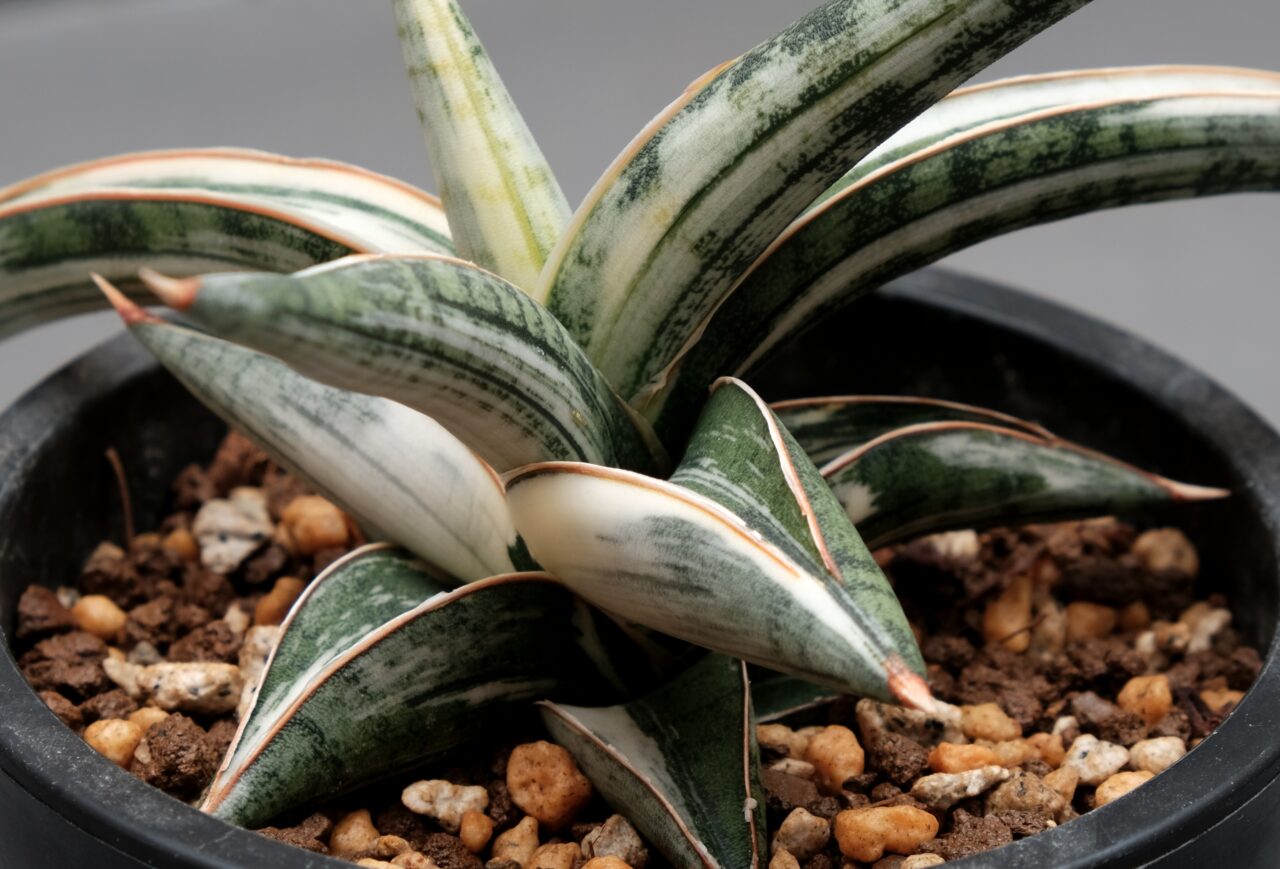 サンスベリア ラブラノス（Lav.1970）斑入り / 美しすぎる緑と白と朱の