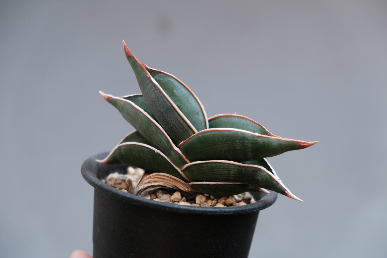 サンスベリア ロリダ / 成長遅いなりにゆっくり育てて楽しめる