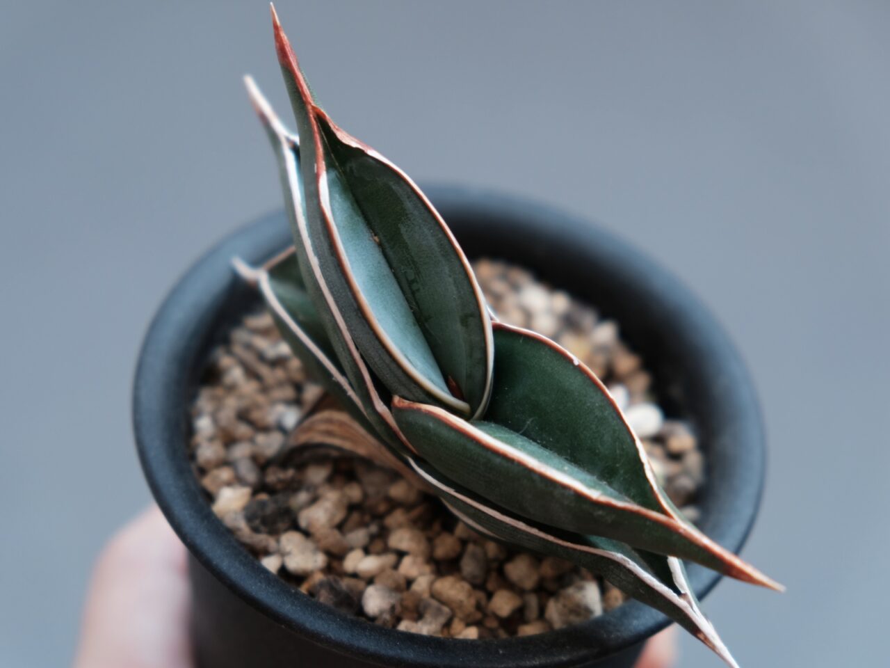 サンスベリア ロリダ / 成長遅いなりにゆっくり育てて楽しめる