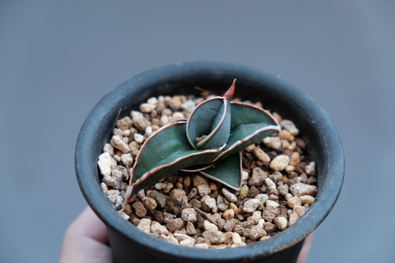 サンスベリア ロリダ / 成長遅いなりにゆっくり育てて楽しめる