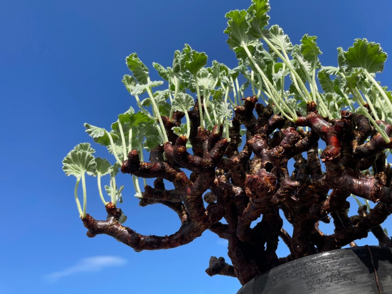 ペラルゴニム ミラビレ / 冬型塊根の花林糖が目覚めた！ | すごいグリーン