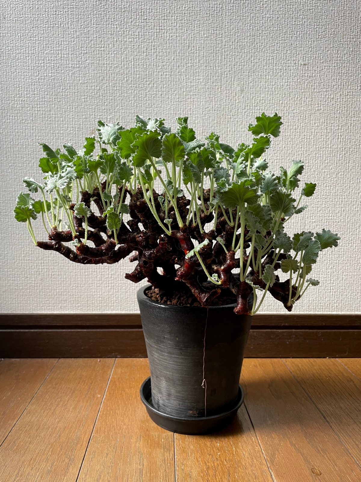 ペラルゴニム ミラビレ / 冬型塊根の花林糖が目覚めた！ | すごいグリーン