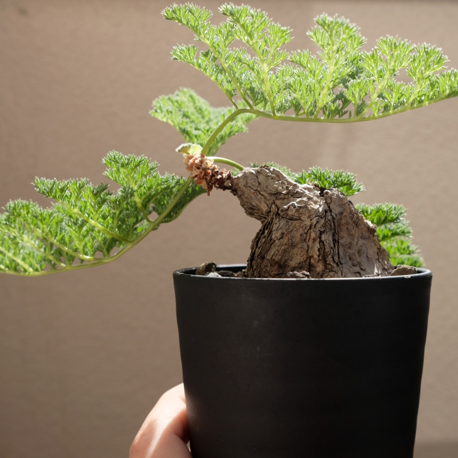 ペラルゴニウム | すごいグリーン