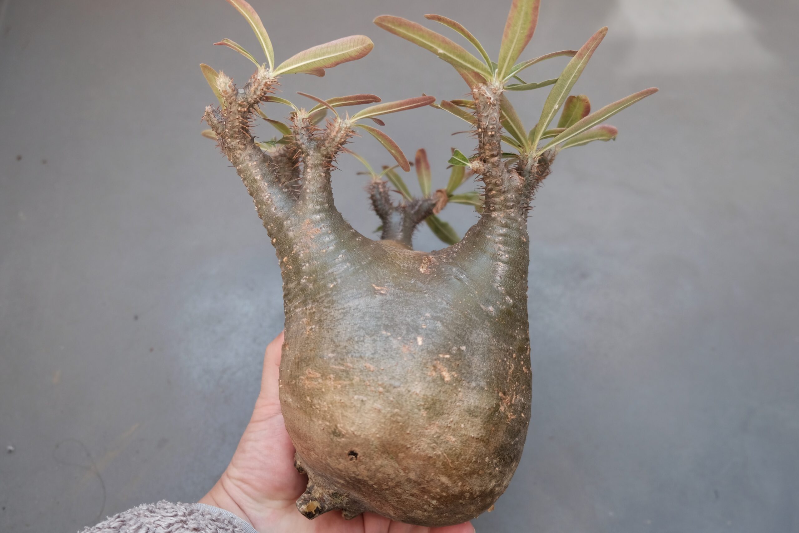 パキポディウム グラキリス / 水耕中の株がまさかの1ヶ月で発根