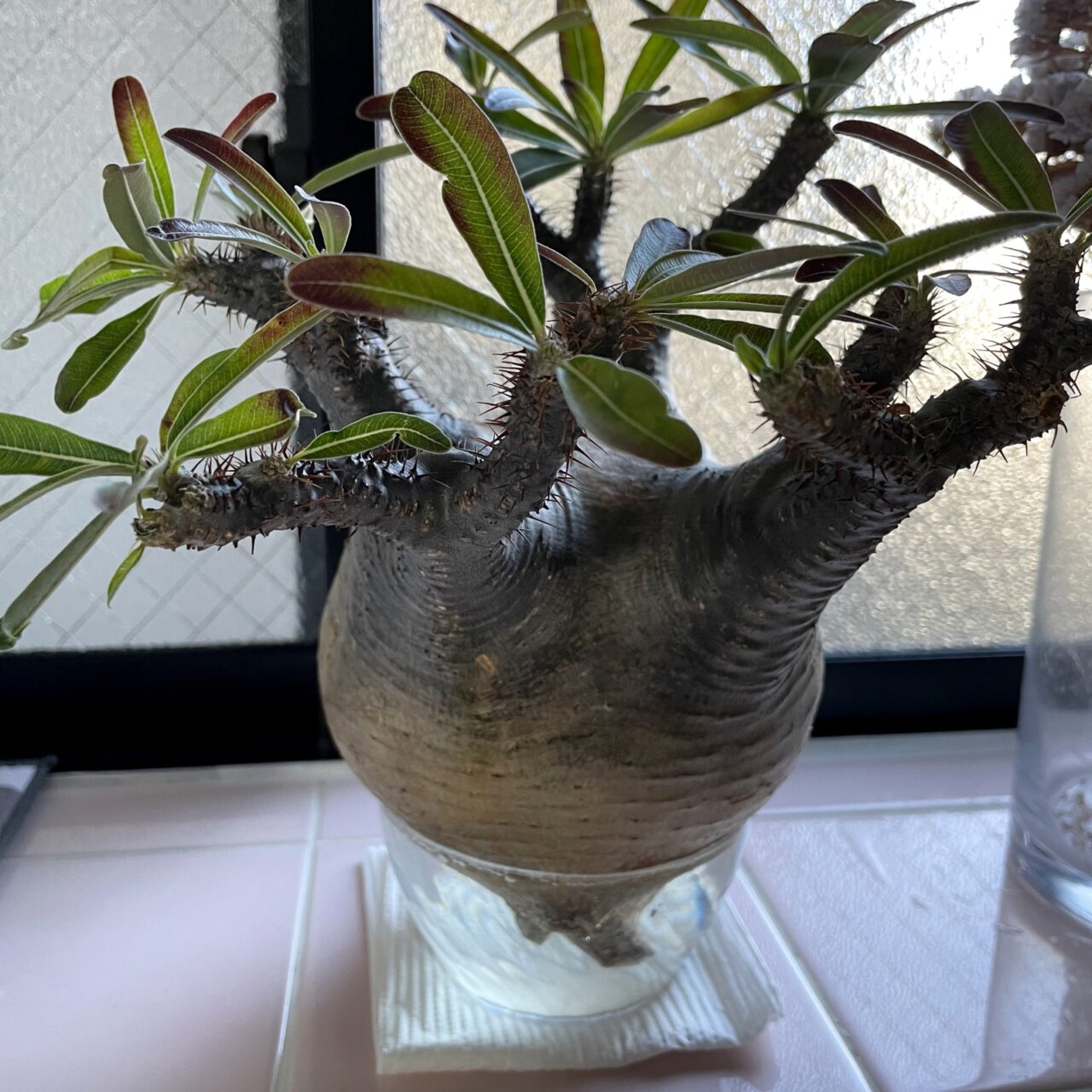 パキポディウム グラキリス / 大きめサイズの株をゲット！また水耕で発