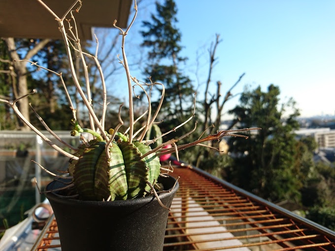 ユーフォルビア・バリダ（Euphorbia valida）が好き | スーパー
