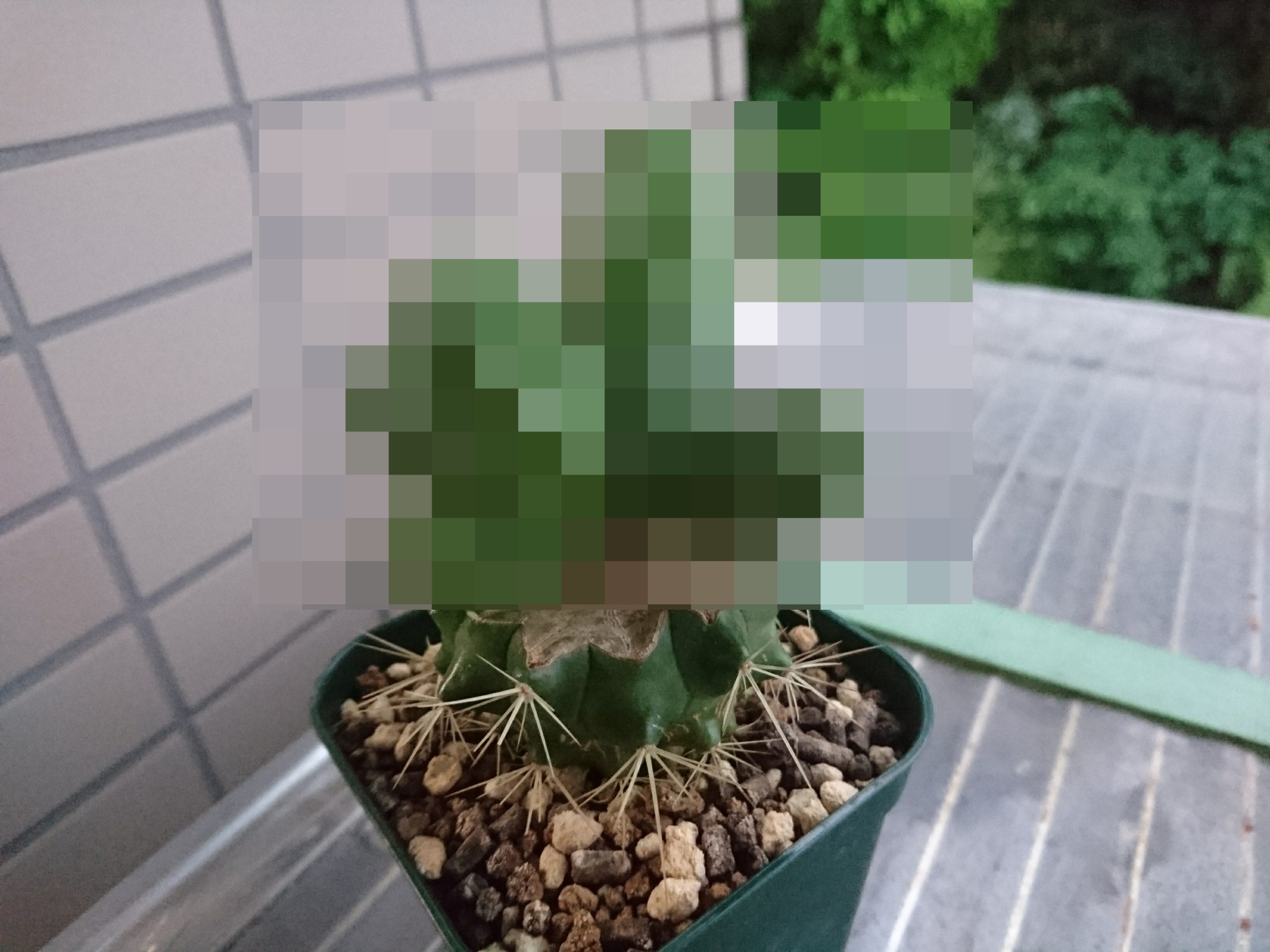 サボテン接木】金鯱の台木としての可能性 | スーパーサボテンタイム