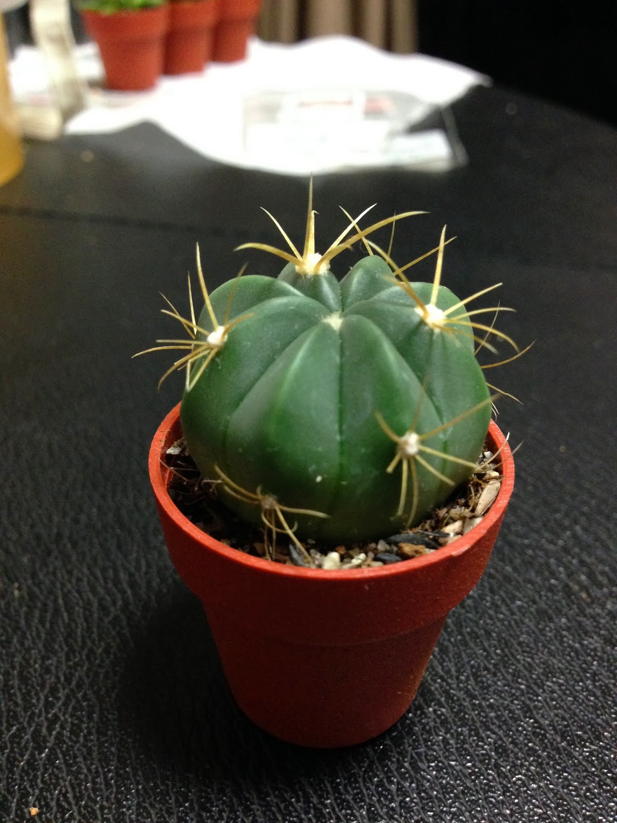Ferocactus macrodiscus 赤城（フェロカクタス）の育て方 | スーパー
