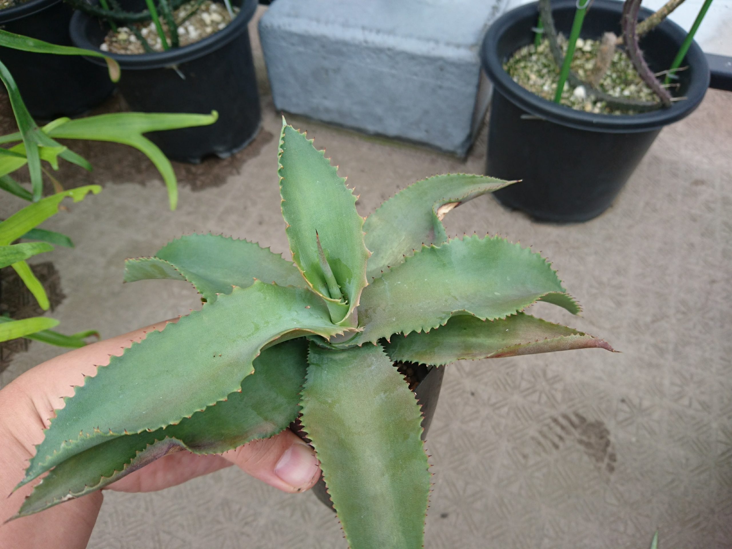 初めてのアガベ実生2年後 | スーパーサボテンタイム