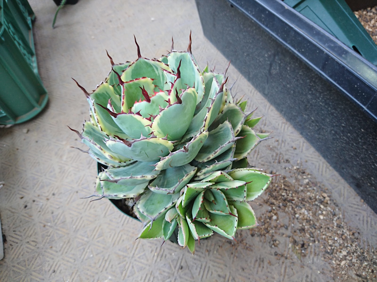 アガベの植え替えについて！ | スーパーサボテンタイム