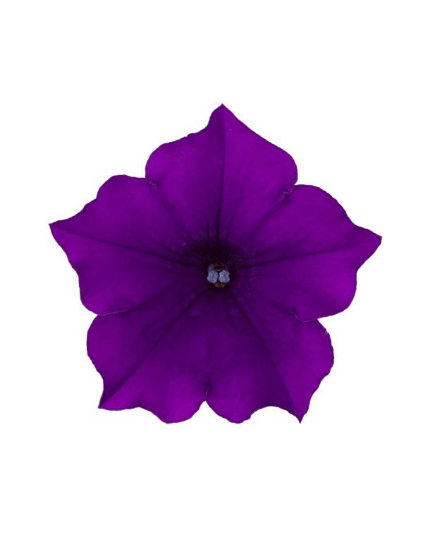 SURFINIA® Violet | The No.1 Petunia brand, colors your city