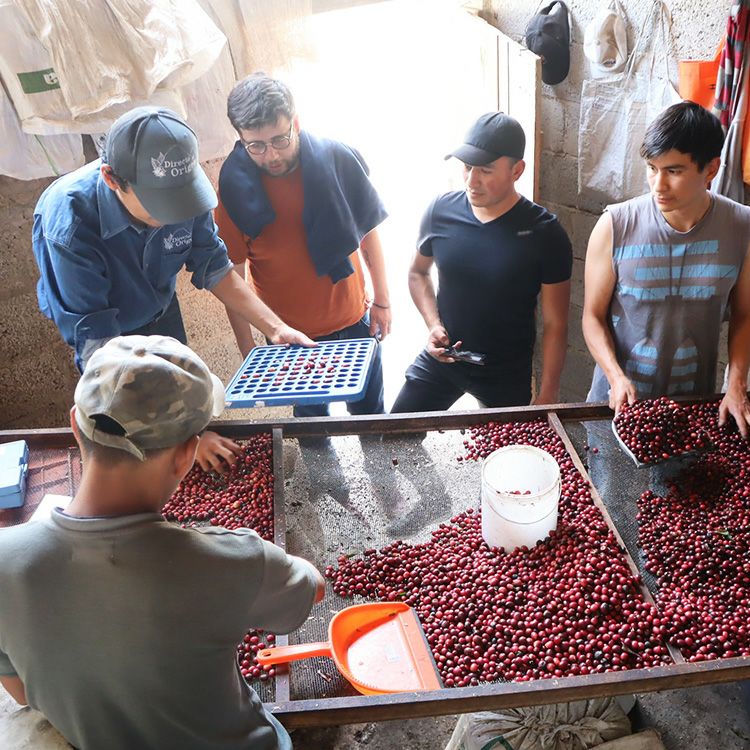 スペシャルティコーヒー豆・粉メキシコ ナランハ農園 200gガルニカ