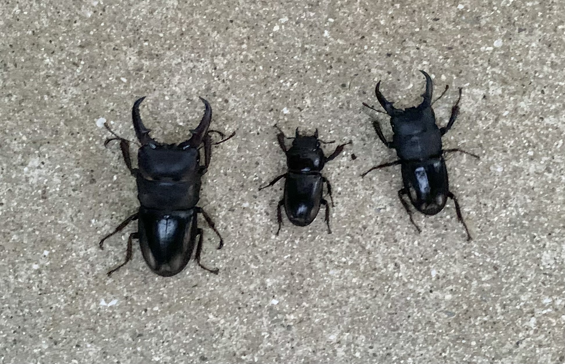 ヒラタ・ノコギリ・ミヤマクワガタ【小学生限定】無料プレゼント2025