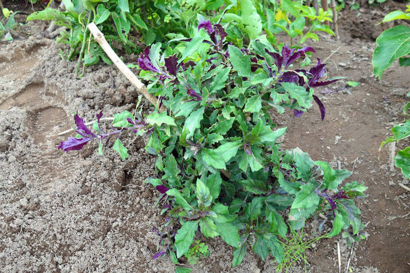 スイゼンジナ(金時草) を数年育ててわかったこと！｜育てて食べる102