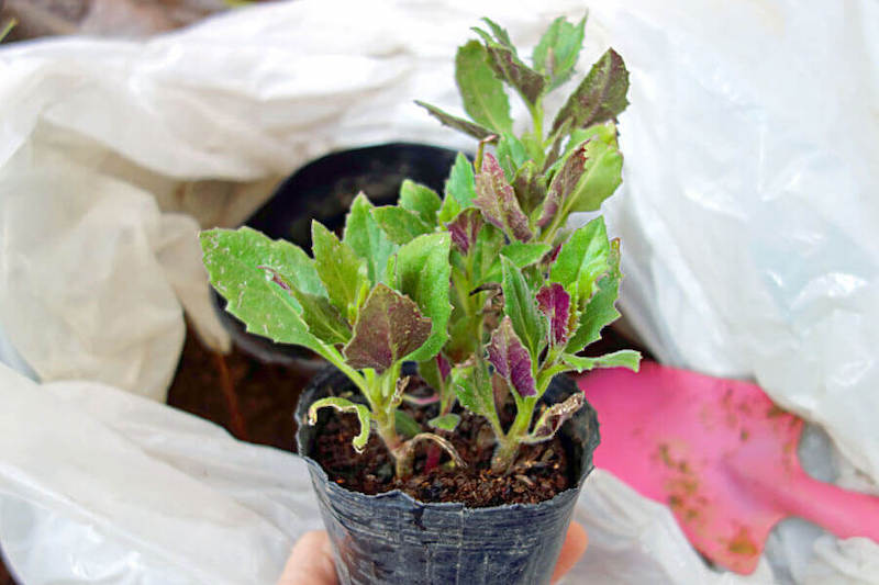 スイゼンジナ(金時草) を数年育ててわかったこと！｜育てて食べる102