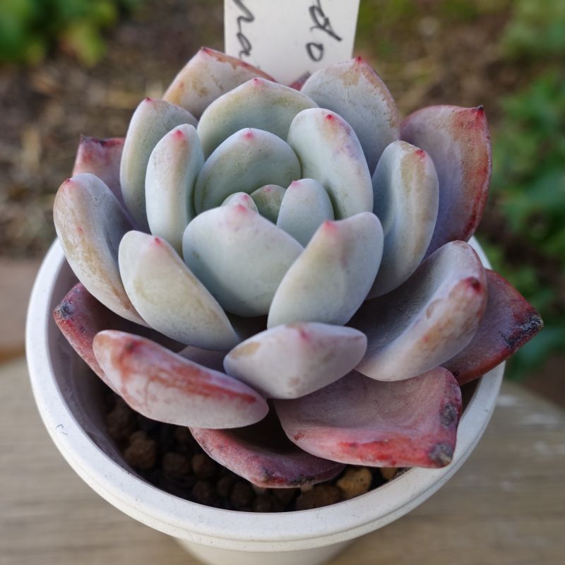 ラ・コロ 【サボテン相談室産】 - クリスマスローズ・多肉shop 涼花