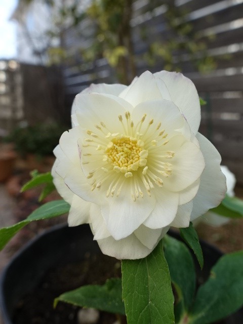 広瀬園芸 dd オーレア系ホワイト - クリスマスローズ・多肉shop 涼花