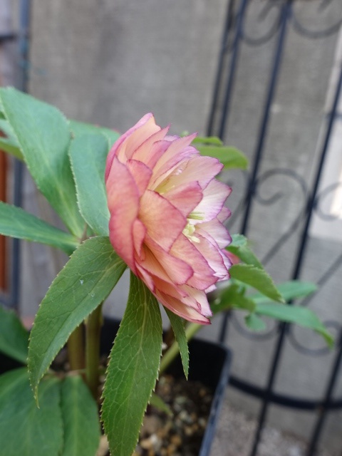 ウィンターシンフォニー dd アプリコットピンク 多弁タイプ 多花