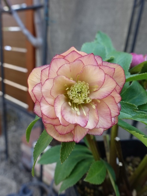 ウィンターシンフォニー dd アプリコットピンク 多弁タイプ 多花