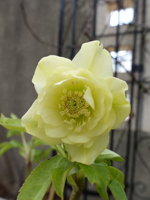 sale!!】 加藤農園 dd グロッシーカラー☆ イエロー - クリスマス