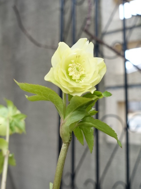 sale!!】 加藤農園 dd グロッシーカラー☆ イエロー - クリスマス