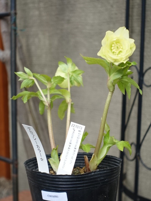 クリスマスローズ グロッシーカラー ホワイトピコティ 加藤農園