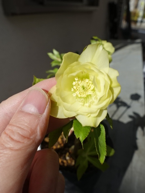 sale!!】 加藤農園 dd グロッシーカラー☆ イエロー - クリスマス