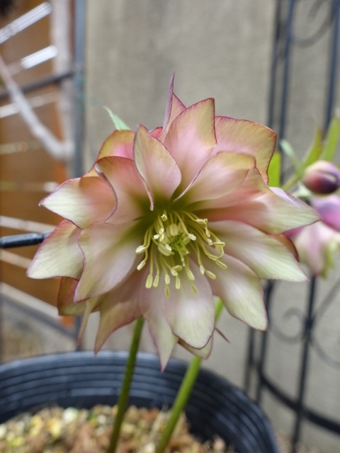 つぼみ残り1つ特価] 吉田園芸 dd アンティークピエラ グリーンエッジ